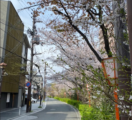 桜の季節を迎えたSGR鴨川の朝