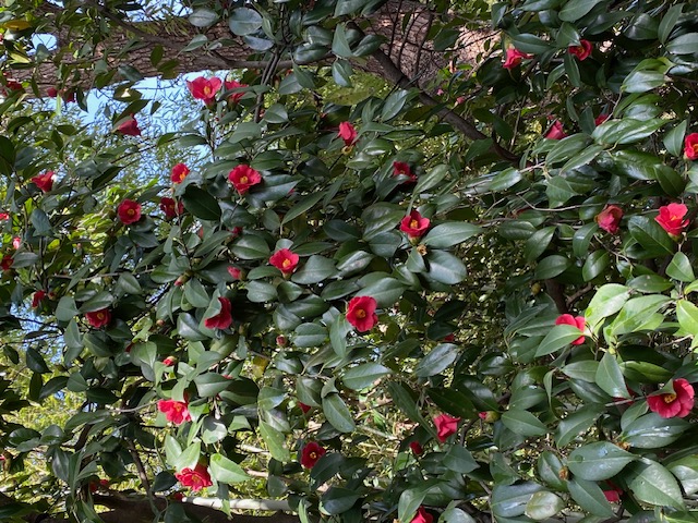 鈴なりに群生した椿の木。これだけ花をつけるのは珍しい。