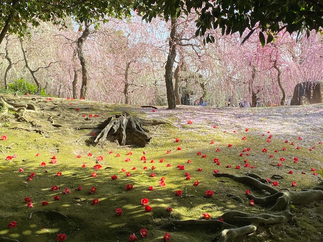 真紅の「落ち椿」と苔むす緑のコントラストが美しいい。