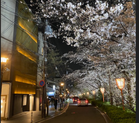 桜の回廊となったSGR鴨川の夜景（左に電気が点灯しているビルがSGR鴨川です。