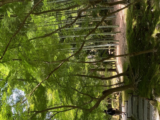 西芳寺周圍的竹林
